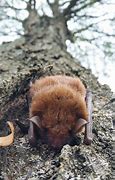 Image result for Bat Sleeping in Tree