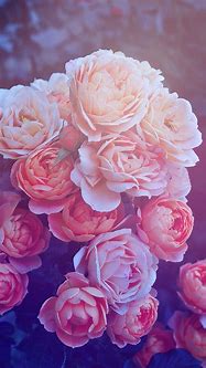 Image result for Pink Wallpaper for iPhone XR
