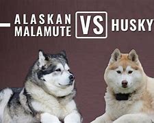Image result for Alaskan Malamute X Husky