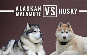 Image result for Alaskan Malamute Vs. Husky