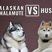 Image result for Malamutes Vs. Huskies