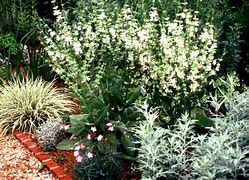 Afbeeldingsresultaten voor Salvia argentea