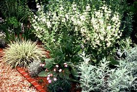 Image result for Salvia argentea