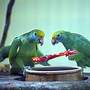 Image result for What Can Birds Eat