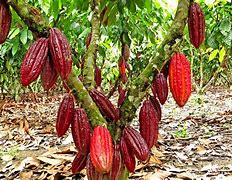 Image result for cacaotero