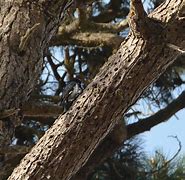 Image result for 998 17 Mile Dr., Pacific Grove, CA 93953 United States