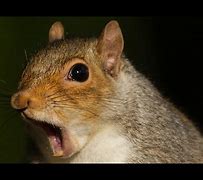 Image result for Squirrel Laughing Hysterically