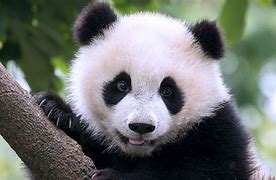 Image result for Giant Panda Facts for Kids