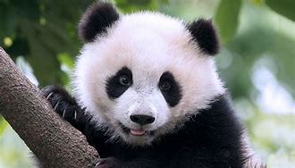 Image result for Panda Bear Habitat Zoo