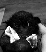 Image result for Cutest Bat