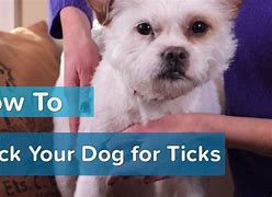 Image result for What Do Ticks Look Like On Human Skin