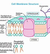 Image result for Membrance Structures