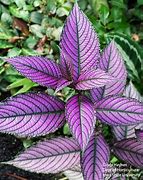 Image result for Purple Leaf Perennial Plants