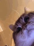 Image result for Cat Looking into Camera Meme