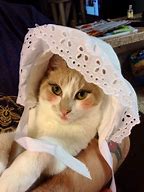 Image result for Cat Wearing Makep
