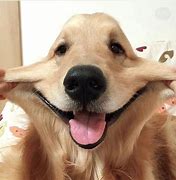 Image result for Smile Dog Cute