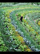 Image result for Permaculture Potager