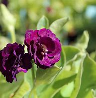 Image result for Primula auricula Purple Pip