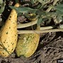 Image result for Yellow Squash with Bumpy Skin