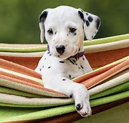 Image result for Cute Dalmatian Puppy