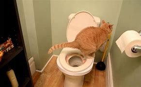 Image result for Cat Toilet Training