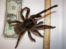 Image result for Biggest Bird Eating Spider in the World