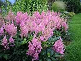 Image result for Astilbe simplicifolia Inshriach Pink