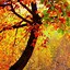 Image result for Hello Fall iPhone Wallpaper