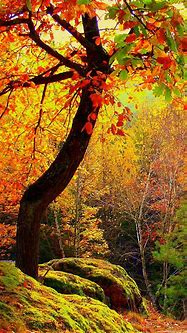 Image result for Fall iPhone 6 Plus Wallpaper