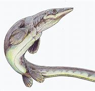 Image result for platecarpus