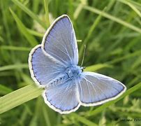 Image result for Light Blue Butterfly with Spots