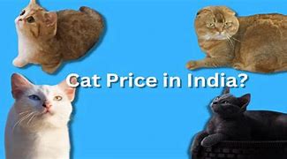 Image result for iPhone Pricing in India