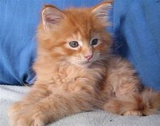 Image result for Chat Animal