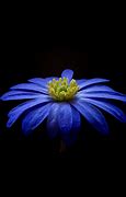 Image result for Flowers Wallpaper iPhone X