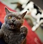 Image result for Angry Cat Wallpaper