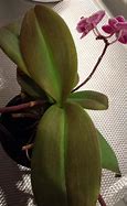 Image result for Orchid Leaves Turning Brown