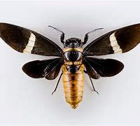 Image result for Big Cicada