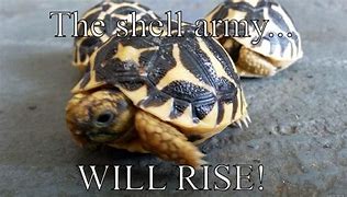 Image result for Tortoise Tank Meme