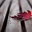 Image result for Autumn Maple Leaves Wallpaper Phone