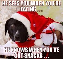 Image result for Christmas Funny Wild Animal Memes