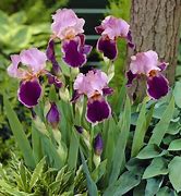 Image result for Iris germanica Wine and Roses