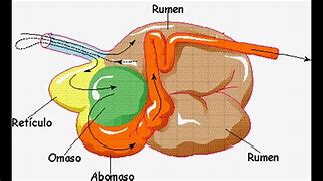 Image result for alomenticio