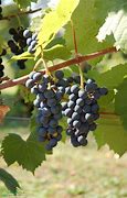Image result for Grape Growing Tips