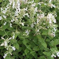 Image result for Nepeta racemosa snowflake