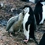 Image result for Baby Penguin Eating