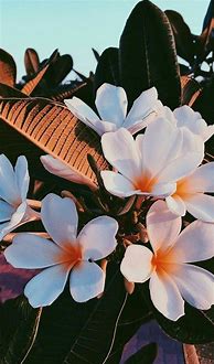 Image result for Cute Aesthetic Pictures Flowers