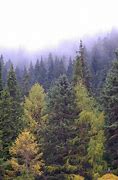 Image result for Cool Photography of Standing Tree