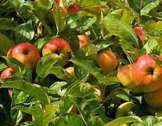 Image result for Indian Apple Varieties