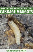 Image result for "cabbage-maggot"
