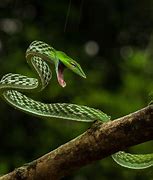 Image result for Rainforest Snakes
